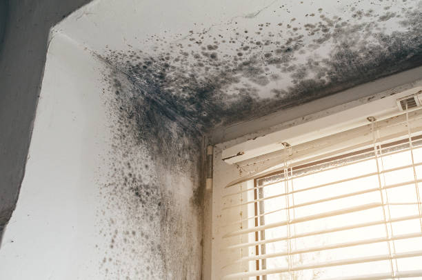 Affordable Attic Mold Removal solutions in Spicewood, TX