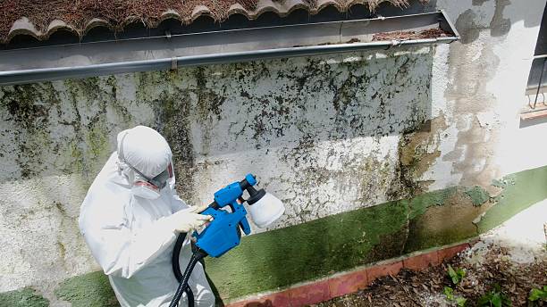 Top rated local Attic Mold Removal specialists in Spicewood, TX